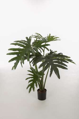Philodendron Selloum w:8lvs on Pot 80cm.jpeg