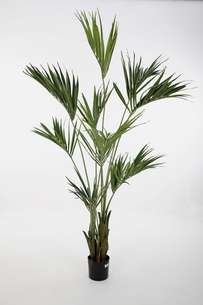 Kentia Palm.jpeg