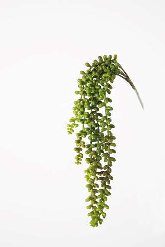 Succulent Pick 42cm.png