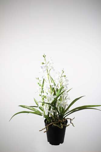Orchid in Pot 48cm.jpeg
